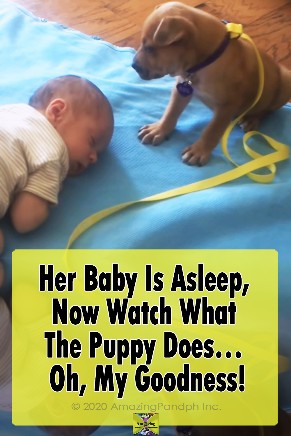 Dogs, Puppies, Adorable, Babies, sleeping, animals, babysitting,