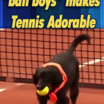 Street dogs Working as “ball boys”