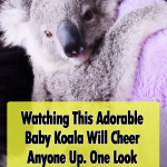 The most adorable Koala of all time