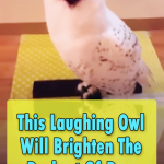 This Laughing Owl Will Brighten Your Days