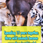 Unusual friendship between Three Beasts