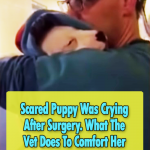 Vet Comforts a puppy scared of the surgery