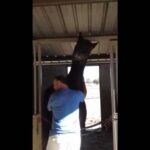 Video thumbnail for youtube video fh6xqejox8y