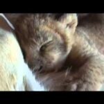 Video thumbnail for youtube video hb9rxjxoi7c