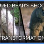 Video thumbnail for youtube video m95s3ab60le