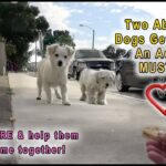 Video thumbnail for youtube video xilkajq4b2e