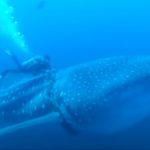 He swims up to a whale shark in horrible pain. The diver acts quickly to save its life