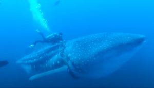 adventure, experience, amazing, diving, whale shark, whale, shark, ocean, deep water, help, save life, rescue,