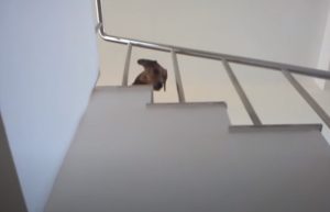 Dogs, Dachshund, holiday, boat, sea, yacht, Hilarious,