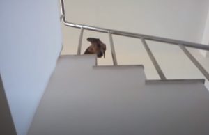 Dogs, Dachshund, holiday, boat, sea, yacht, Hilarious,