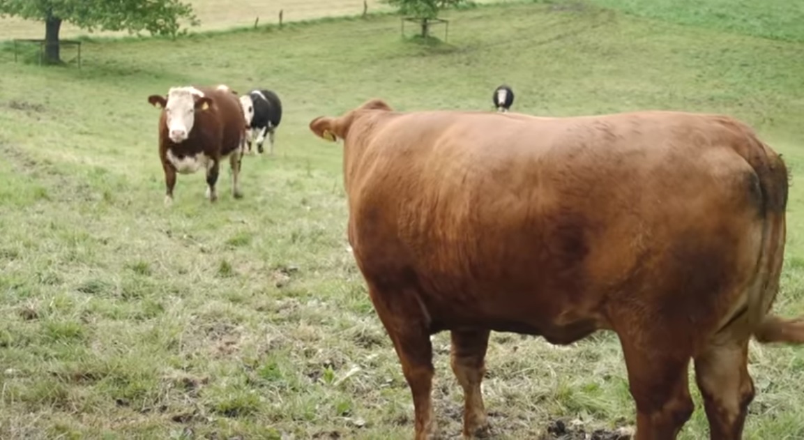 Cow, Crying, touching, unbelievable, Animals, Farm, Story,