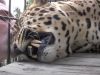 Leopard, Cage, massage, Animals, Wild, Big cats, Amazing,