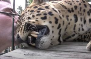 Leopard, Cage, massage, Animals, Wild, Big cats, Amazing,