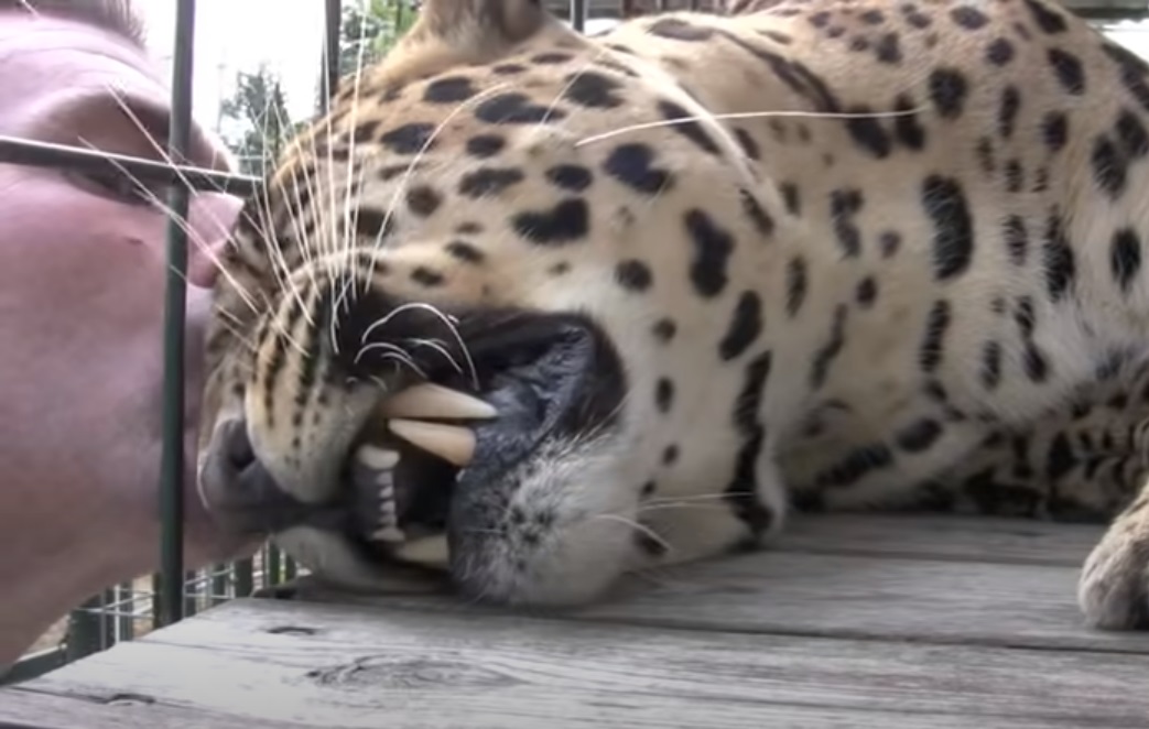 Leopard, Cage, massage, Animals, Wild, Big cats, Amazing,
