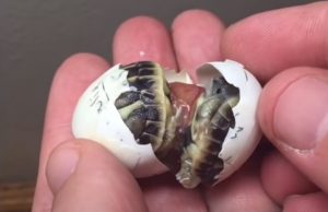 Conjoined, Twins, Tortoise, unbelievable, turtles, Newborn, Story, Save life, Rescue,