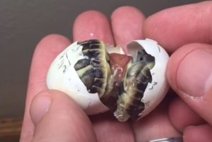Conjoined, Twins, Tortoise, unbelievable, turtles, Newborn, Story, Save life, Rescue,