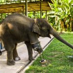 Mosha, the three-legged elephant