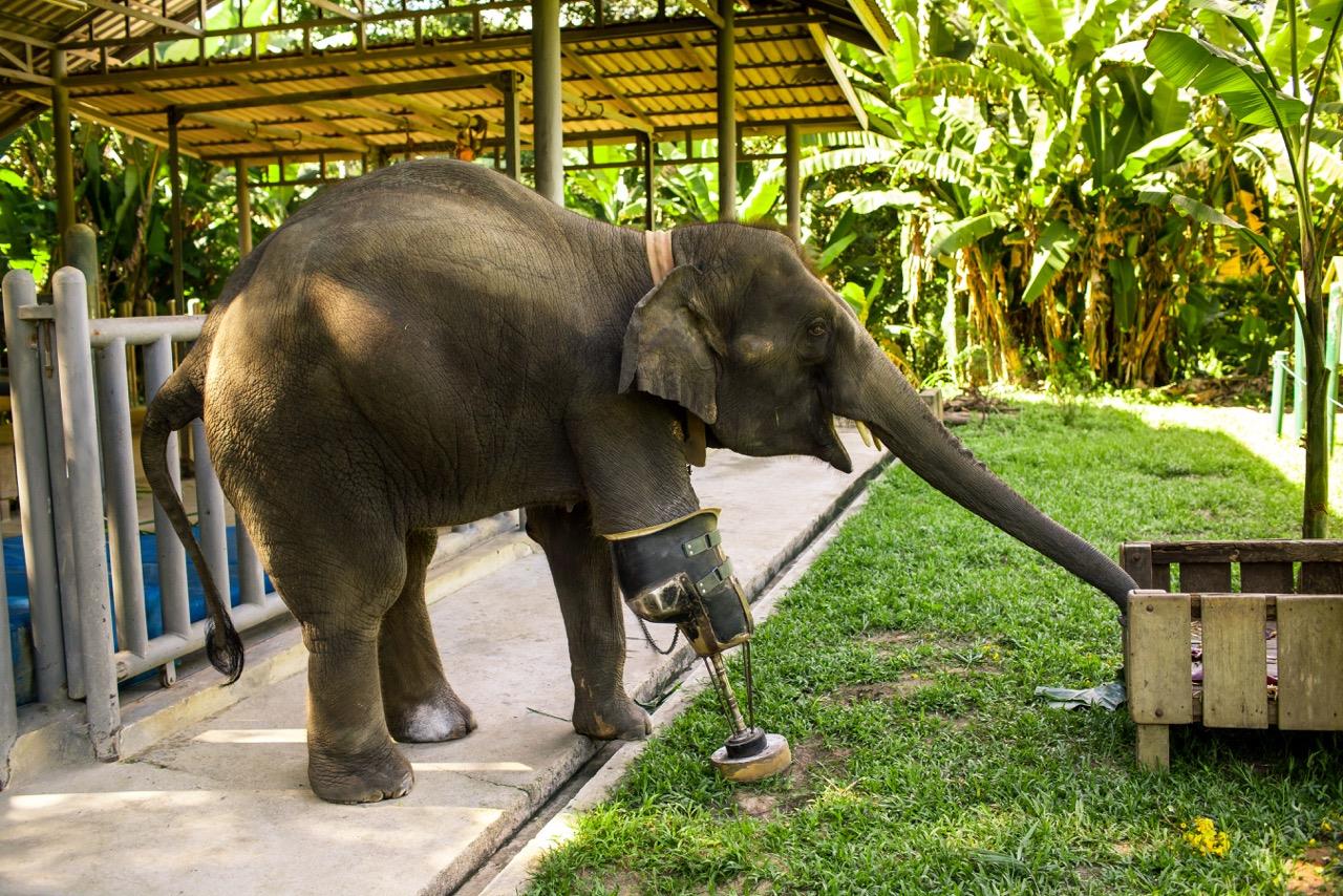 Elephant, Leg, Landmine, Explosion, accident, injured, Mammals, Thailand, Asia,