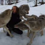 The reunion between Anita and the wolves