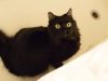 cats, signs, adorable, funny, animals, pets, records, dangerous,