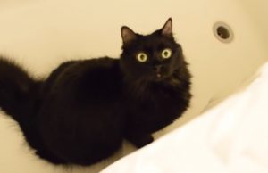 cats, signs, adorable, funny, animals, pets, records, dangerous,