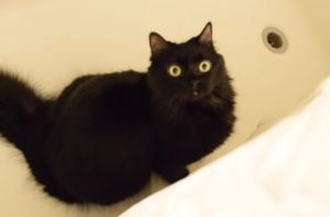 cats, signs, adorable, funny, animals, pets, records, dangerous,