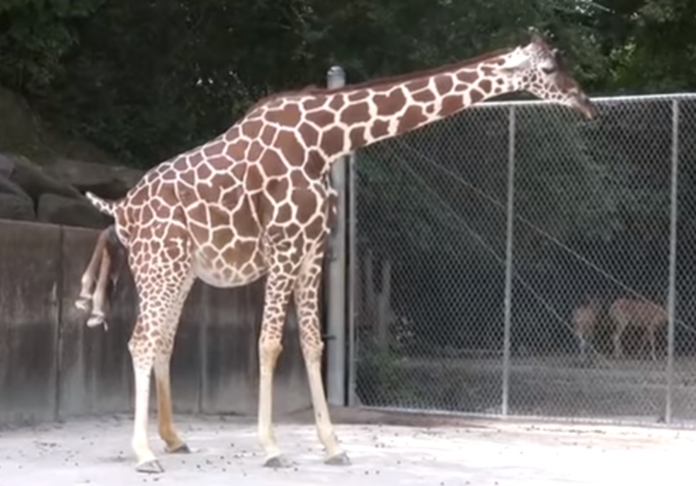 Camera, animals, Giraffe, Miracle, newborn, Record, adorable, baby, zoo,