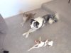 tricks, training, dogs, amazing, cute, animals, pets, how to train a dog,
