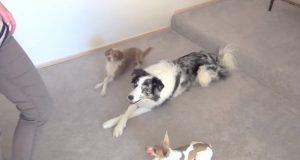 tricks, training, dogs, amazing, cute, animals, pets, how to train a dog,