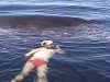 rescue, life, family, nature, whale, creature, ocean, water,