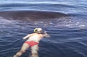 rescue, life, family, nature, whale, creature, ocean, water,