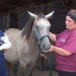 Pregnant Horse Rescued from Auction