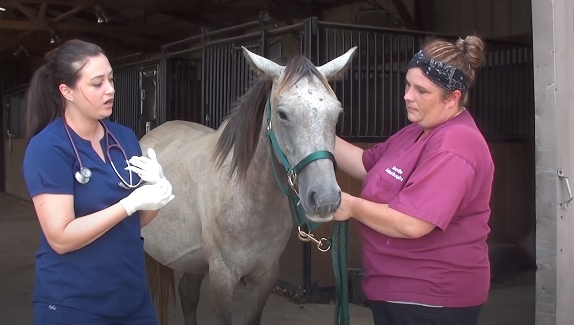 horse, Miracle, pregnant, Pregnant animals, Pregnant Horse, amazing, baby, story,