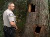 Bears, cub, animals, wild, rescue, tree, forest, heroes,