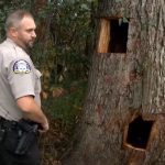 Bear cubs get stuck in a tree trunk