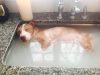 animals, rescue, pets, dogs, pitbull, bath, precious, adoption,
