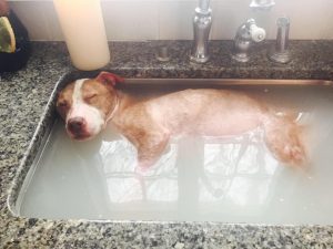 animals, rescue, pets, dogs, pitbull, bath, precious, adoption,