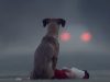 dog, abandoned, heartless, sad story, pets, short film, adoption,