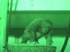 baby, Birth, camera, Durrell, Newjersey, live, orangutan, Sumatra, Wildlife, mother love, footage, rare, amazing, zoo,