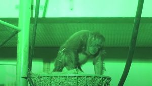 baby, Birth, camera, Durrell, Newjersey, live, orangutan, Sumatra, Wildlife, mother love, footage, rare, amazing, zoo,
