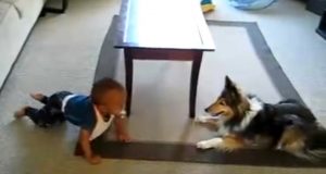 camera, filmed, home, dog, baby, playing, adorable, precious, cute,
