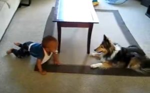 camera, filmed, home, dog, baby, playing, adorable, precious, cute,