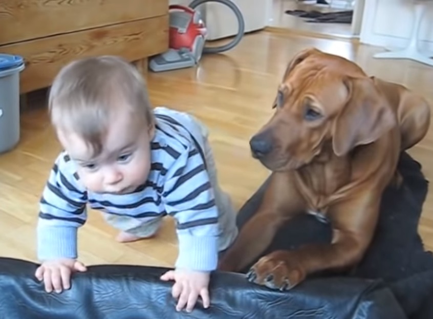 Rhodesian, Ridgeback, baby, climb, dog, smart, bed, blanket, adorable, cute,