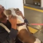 Stolen Pit reunited with his Owner after 7 months