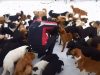 adoption, dogs, rescue, shelter, sanctuary, Moscow, pets, Happy life,