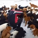 This Sanctuary is Like heaven for 450 rescued dogs