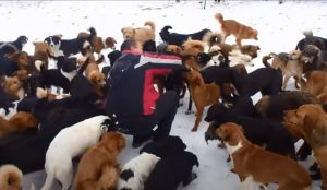 adoption, dogs, rescue, shelter, sanctuary, Moscow, pets, Happy life,