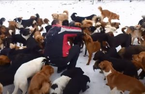 adoption, dogs, rescue, shelter, sanctuary, Moscow, pets, Happy life,