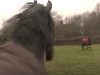 animals reunion, beautiful horses, Horse communication, Horses, Horses Reunion, wonderful animals, farm, emotional,