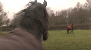 animals reunion, beautiful horses, Horse communication, Horses, Horses Reunion, wonderful animals, farm, emotional,